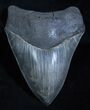 High Quality Megalodon Tooth #3923-1